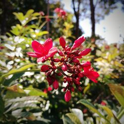 Close-up of red flowering plant