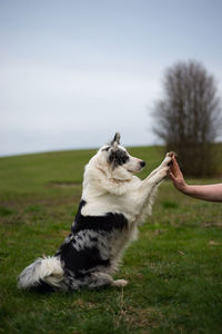 Dog sitting on field