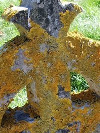 Close-up of lichen on rock