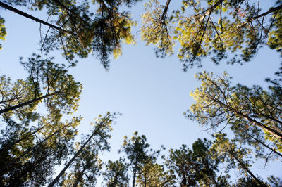 Low angle view of trees against sky