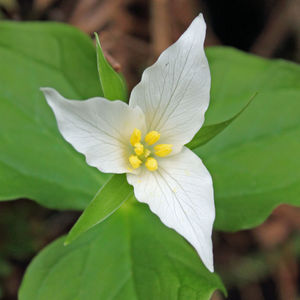 Close-up of white flower