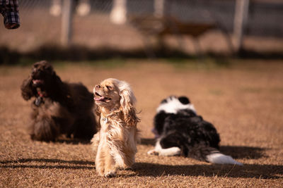 Dog looking away on field