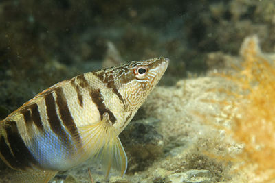 Close-up of fish swimming in sea