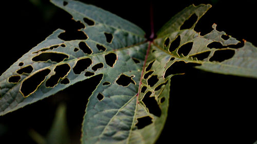 Close-up of leaves