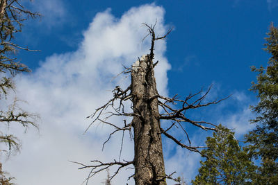 Low angle view of bare tree against blue sky