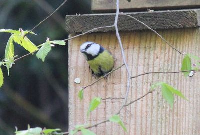 Close-up of bird perching on leaf