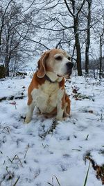 Dog looking away on snow covered land