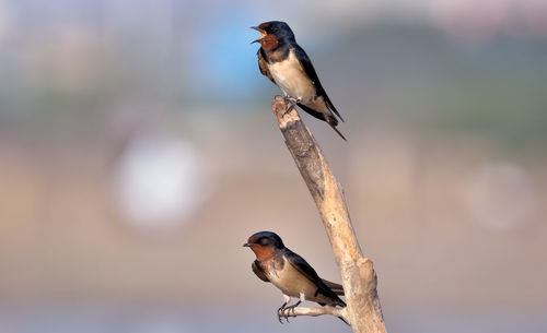 Close-up of bird perching