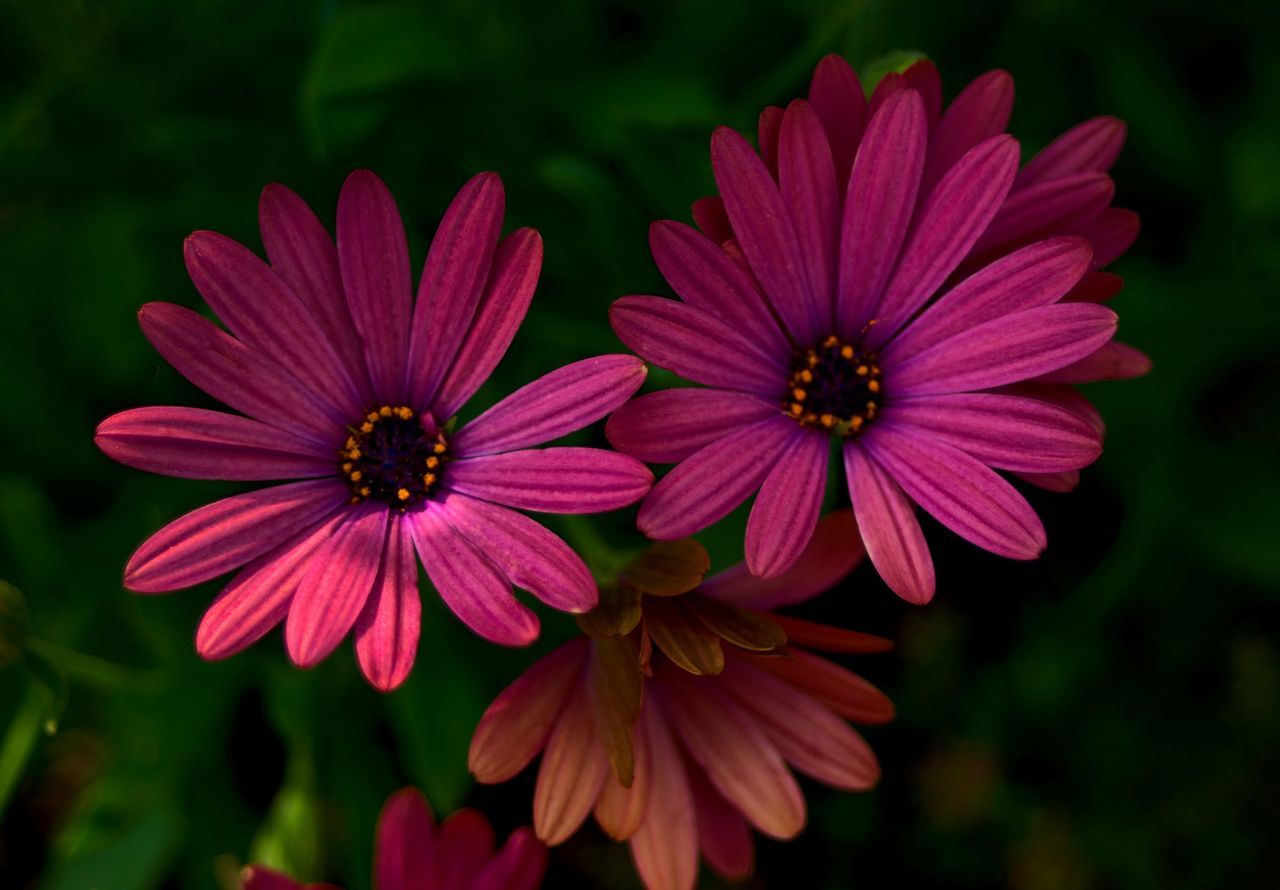 flower, flowering plant, plant, freshness, beauty in nature, close-up, macro photography, flower head, petal, inflorescence, growth, nature, fragility, pollen, garden cosmos, osteospermum, no people, focus on foreground, pink, plant stem, magenta, daisy, outdoors, botany, purple