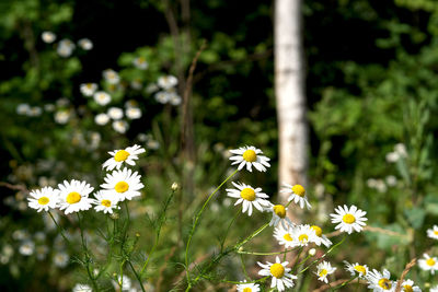 Close-up of white daisy flowers