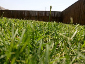 Close-up of grass growing on field