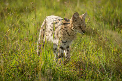 Serval walks through long grass staring ahead