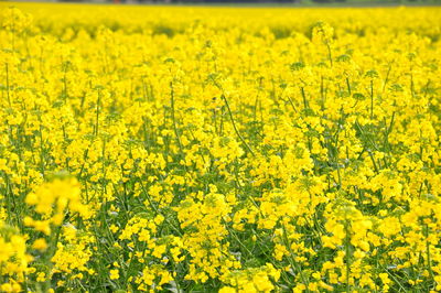 Full frame shot of yellow flowers