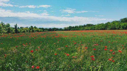 Flowers growing in field