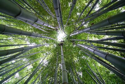 Low angle view of bamboo trees in forest