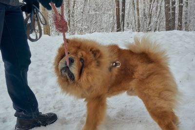 Low section of person with dog on snow