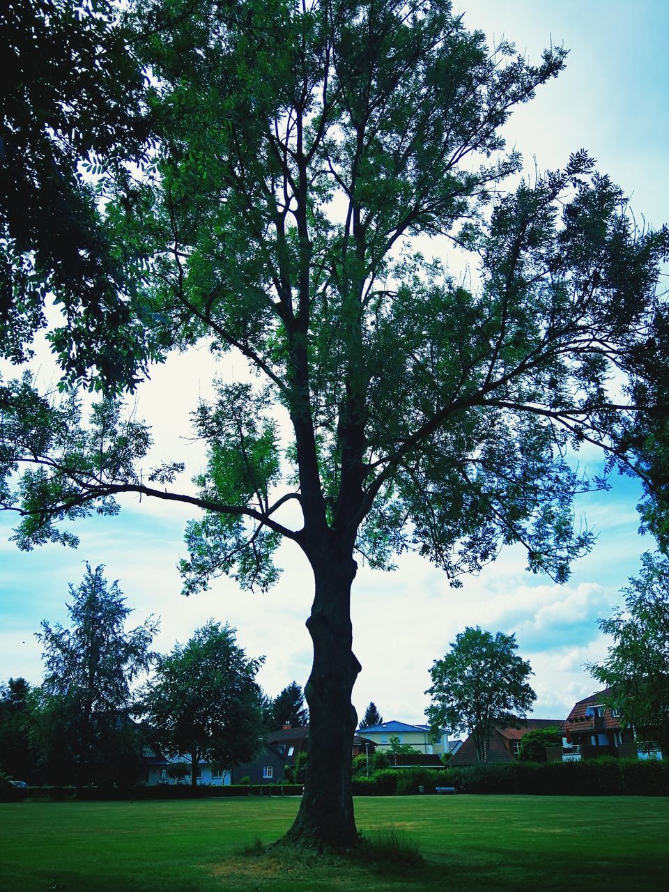 TREES IN PARK