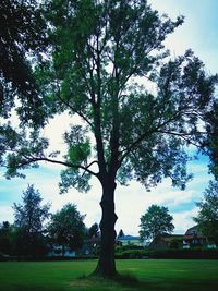 Trees on field against sky