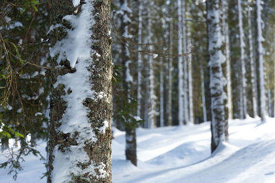 Snow covered land and trees in forest