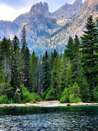 Scenic view of pine trees by lake against mountains