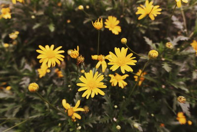 High angle view of yellow flowering plants