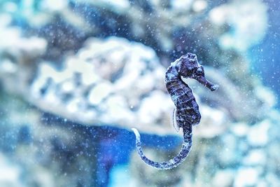 Close-up of jellyfish in snow