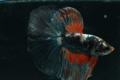 Close-up of fish swimming in water