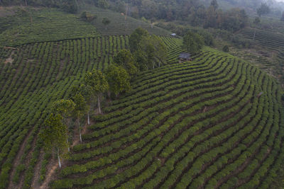 Aerial view of the remote nuogang dai village in lancang, yunnan - china