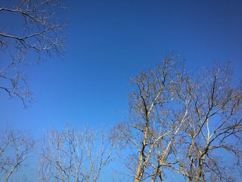 Low angle view of bare tree against blue sky