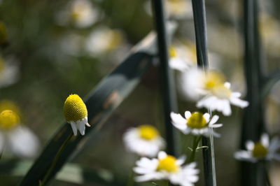 Close-up of white flowering plant