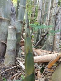 Close-up of bamboo trees in the forest