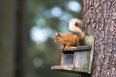 Jump, squirrel, jump