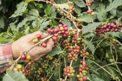 Red berries growing on plant