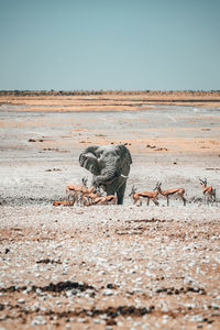 View of crab on field against sky