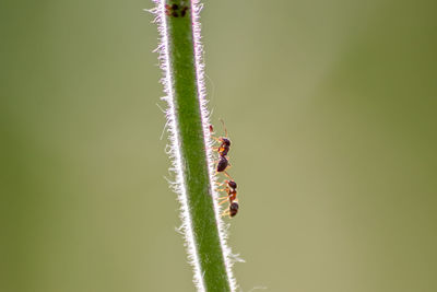 Close-up of insect on plant