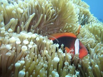 Fish swimming in sea with diving in ishigaki okinawa island japan