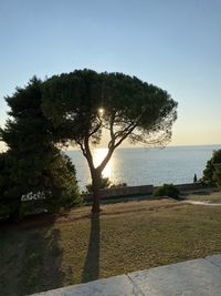 Trees by sea against clear sky