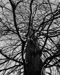 Low angle view of bare tree against sky