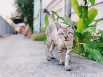 Portrait of a cat walking on footpath