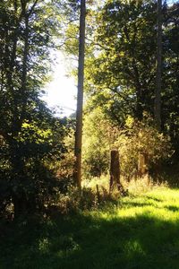 Trees on grassy field