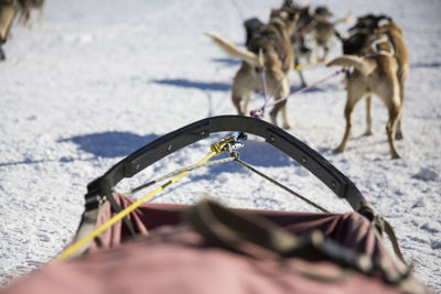 Dogs pulling sleigh on snow covered field