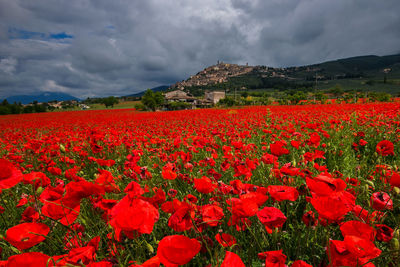 Amazing view of medieval trevi village with a field of red poppies in umbria, italy