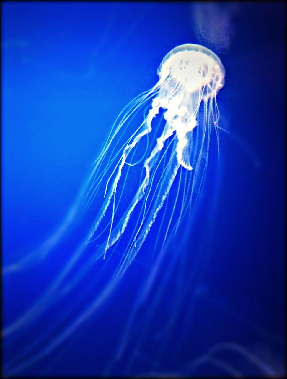 underwater, animal themes, blue, water, one animal, swimming, wildlife, animals in the wild, sea life, undersea, jellyfish, motion, close-up, sea, fish, nature, studio shot, beauty in nature, auto post production filter, aquarium