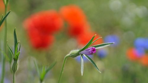 Close-up of flower blooming outdoors