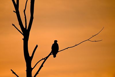 Silhouette bare tree against sky during sunset