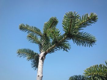 Low angle view of palm tree against clear blue sky