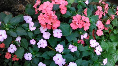 Close-up of pink flowers