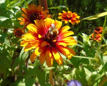 Close-up of bee on flower