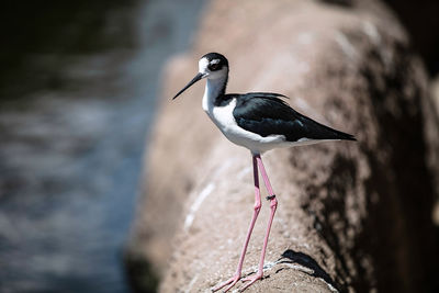 Close-up of bird perching on rock