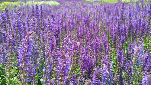 Full frame shot of purple flowers in field